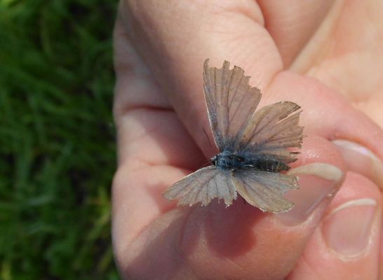 Ein zerfledderter Schmetterling auf einer Hand. 