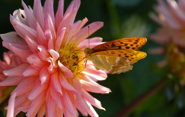 Ein Schmetterling (Kaisermantel) auf einer rosafarbenen Dahlie.