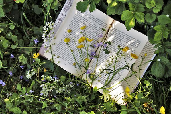 Ein Buch liegt in einer Blumen-Wiese. 