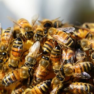 Bienen auf Wabe - BUND KV Stuttgart
