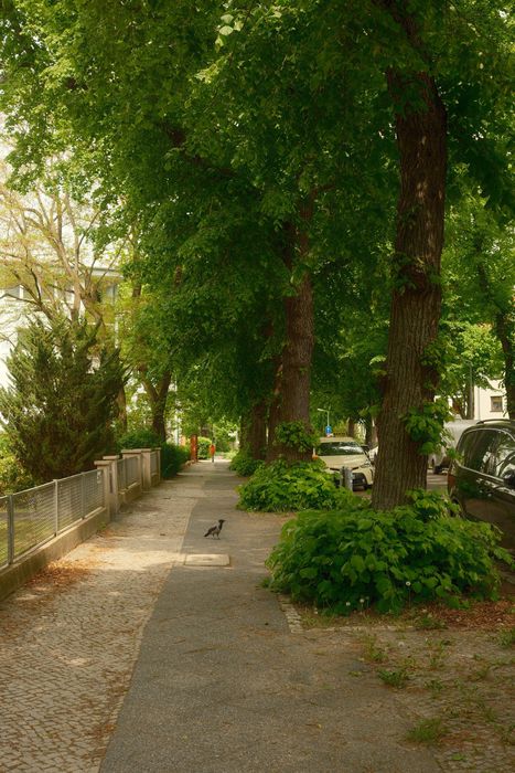 Bäume in der Stadt