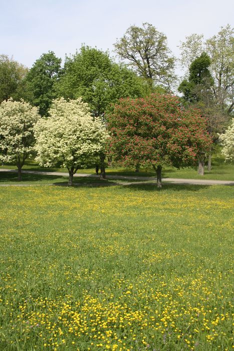 Schmetterlingswiese mit vielen Blüten und blühenden Bäumen im Hintergrund
