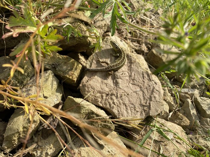 Zauneidechse