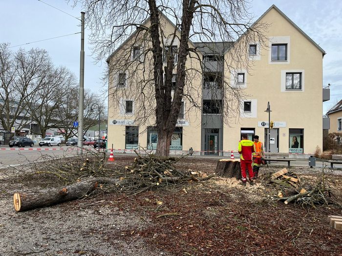  Baumfaellung-Hedelfinger-Platz