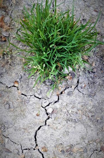 Ein kleines Grasbüschel wächst auf einem ansonsten braunen, sehr trockenen und rissigem Boden