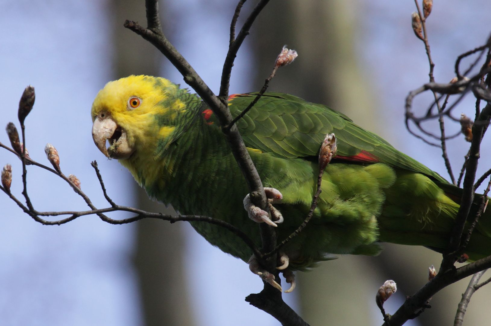 Ein Papagei mit grünem Körper und gelbem Kopf (Gelbkopfamazone) sitzt auf einem Ast. 