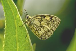 Schmetterling (Schachbrettfalter) auf einem Blatt