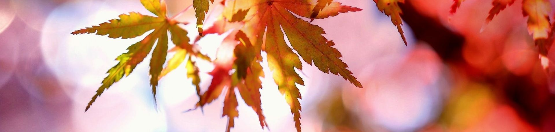 Rotgefärbte Ahornblätter im Herbstlicht
