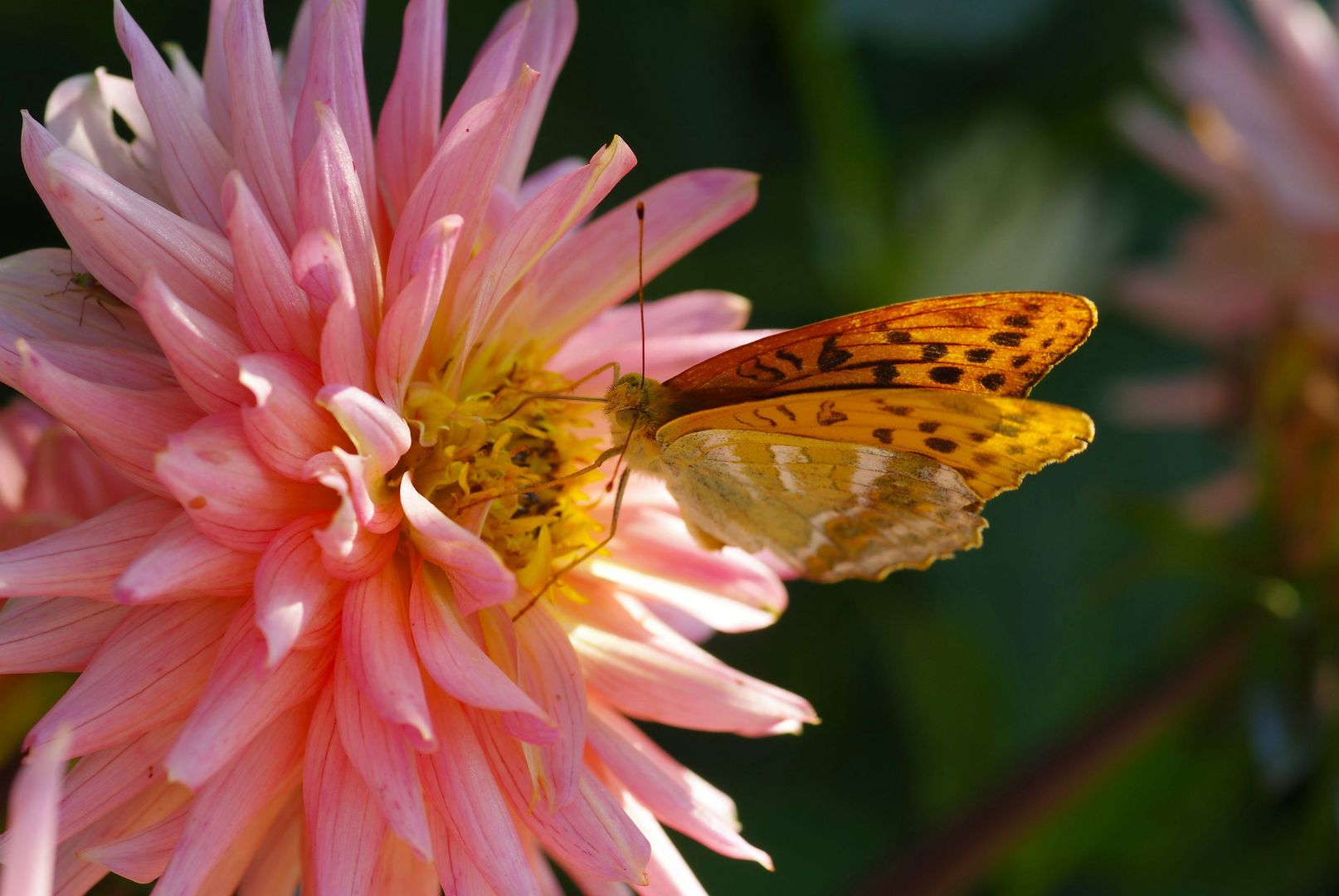 Ein Schmetterling (Kaisermantel) auf einer rosafarbenen Dahlie.