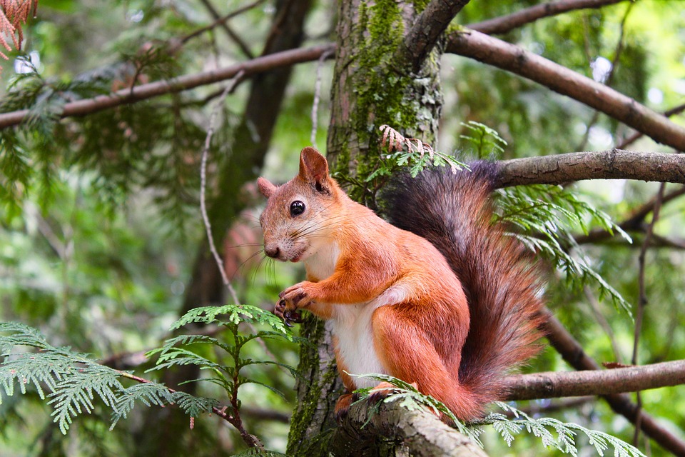 Rotes Eichhörnchen sitzt auf einem Baum.