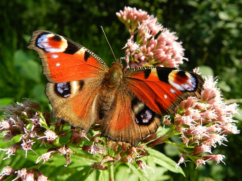 Schmetterling mit geöffneten Flügeln auf einer Blüte