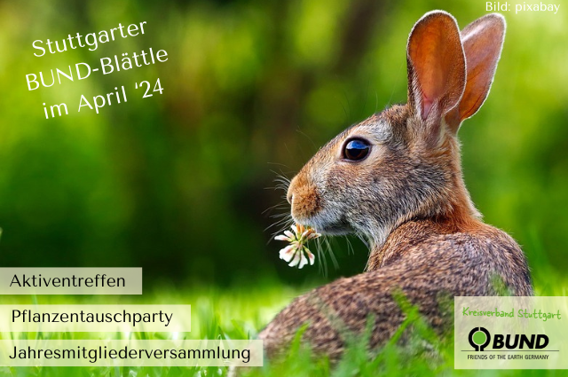 Stuttgarter BUND-Blättle im April ‘24, Hase sitzt in Wiese